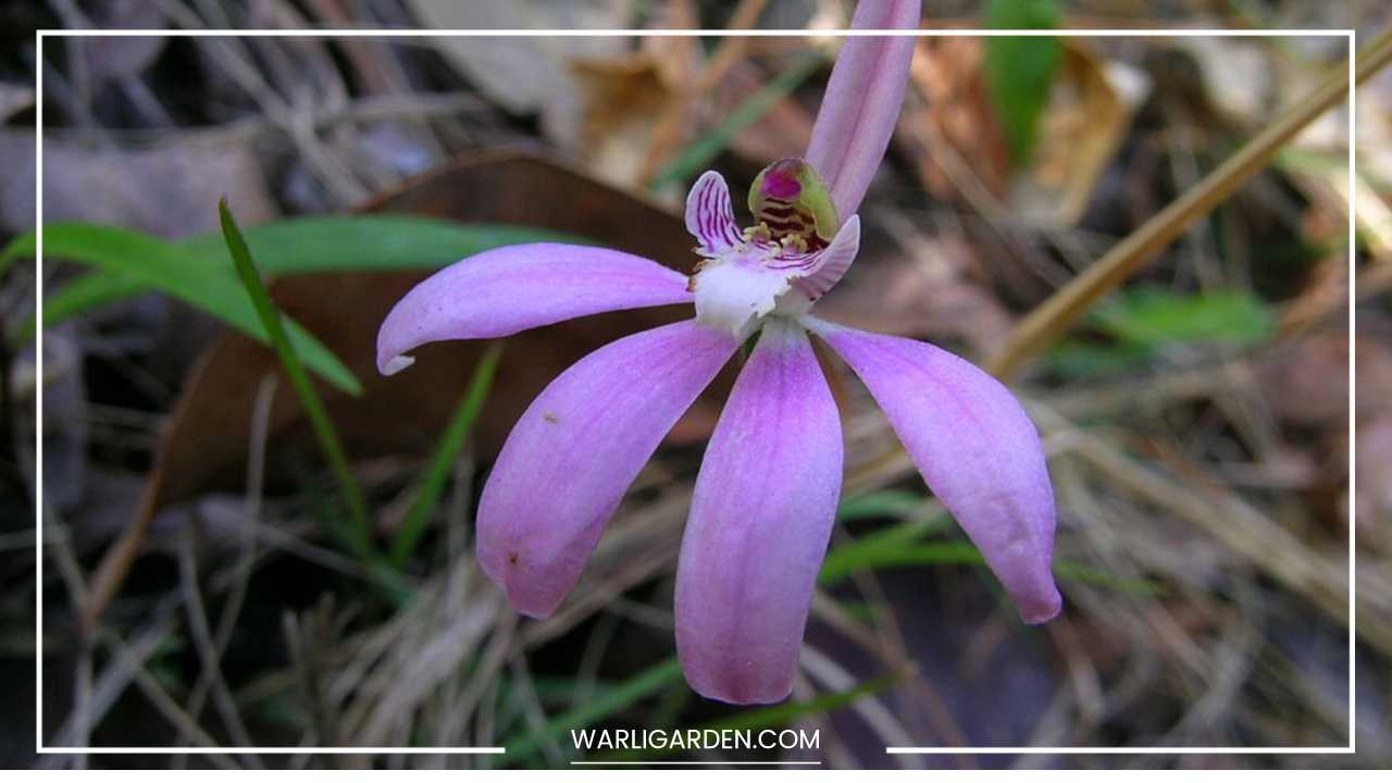 Caladenia Robinsonii