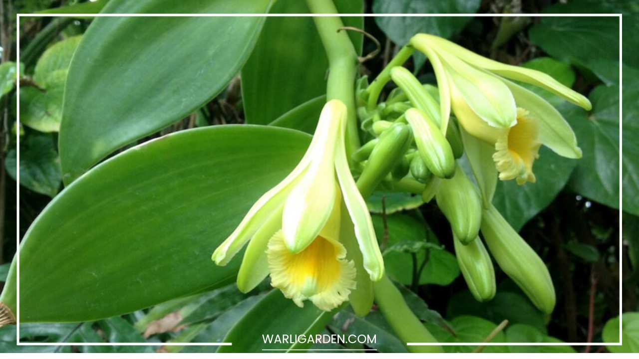 Vanilla Planifolia