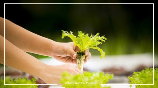 Hydroponics Farming